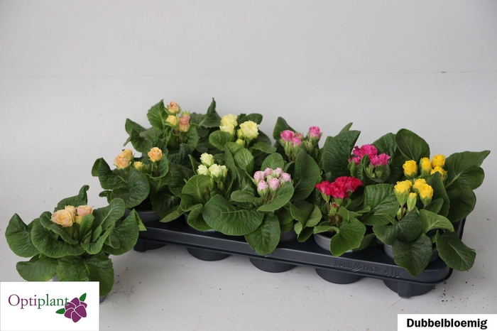 <h4>PRIM AC GEM</h4>