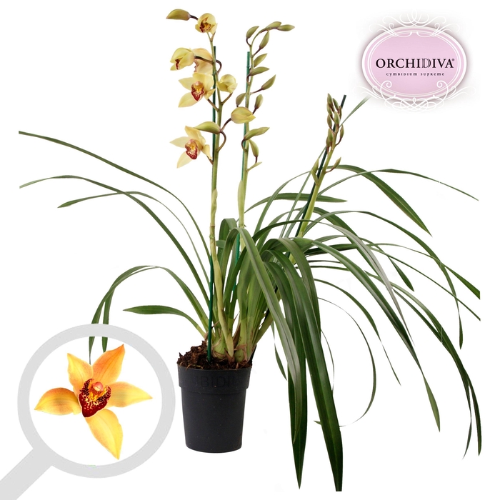 <h4>Cymbidium donkere shirley 3-4 tak</h4>
