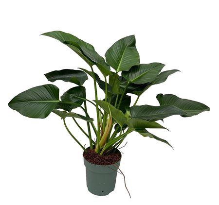 <h4>Philo Green Beauty (bark)</h4>
