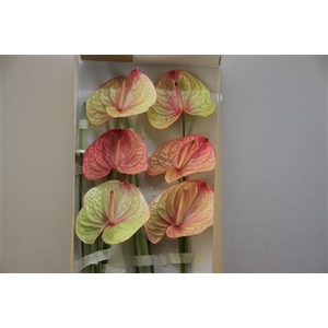 Anthurium Exclusief Nr 223