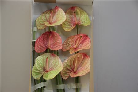 <h4>Anthurium Exclusief Nr 223</h4>