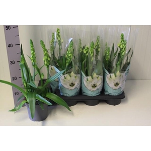 ORNITHOGALUM THYRSOI