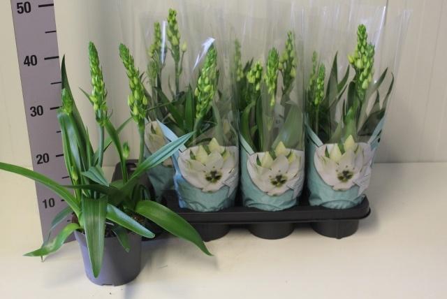 <h4>ORNITHOGALUM THYRSOI</h4>