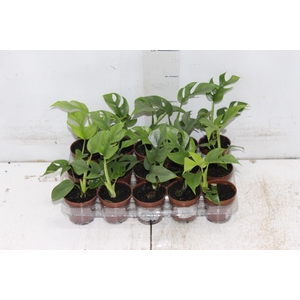PHILODENDRON MINIMA P06