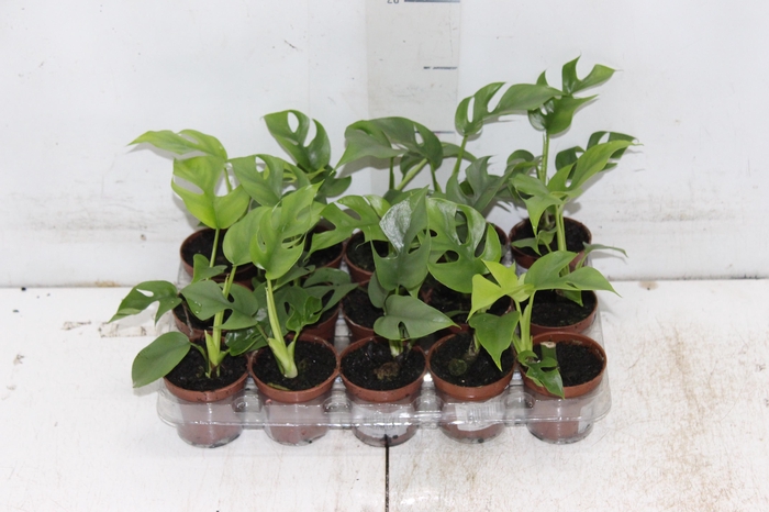 <h4>PHILODENDRON MINIMA P06</h4>