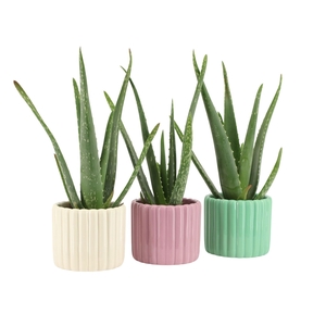 Arr.   Planten L%