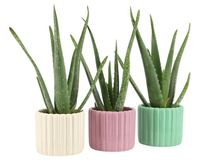 <h4>Arr.   Planten L%</h4>
