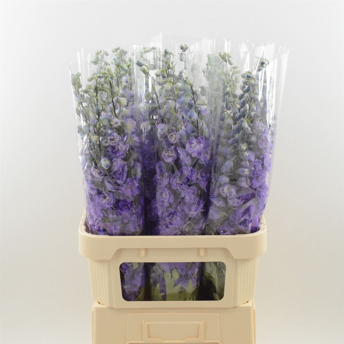 <h4>Delphinium Purple Heart</h4>