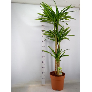 Dracaena frag. 'Riki'