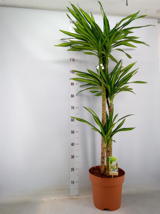 <h4>Dracaena frag. 'Riki'</h4>