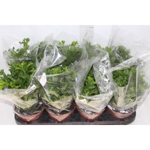 ASPLENIUM LESLIE P15