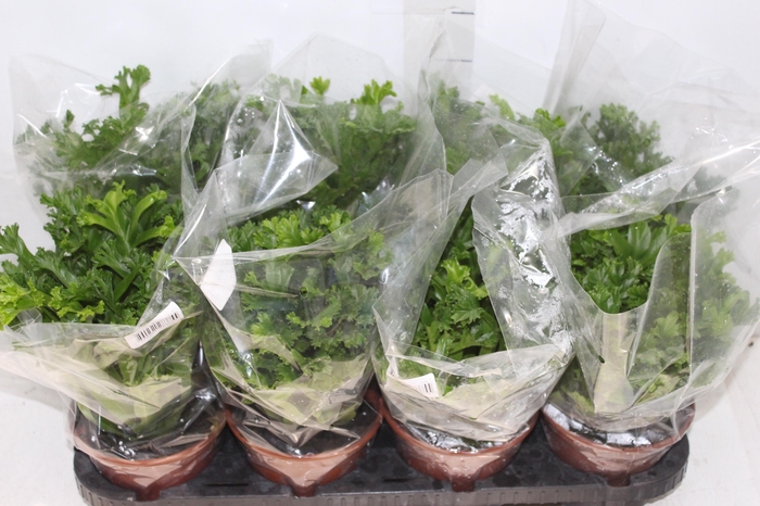 <h4>ASPLENIUM LESLIE P15</h4>