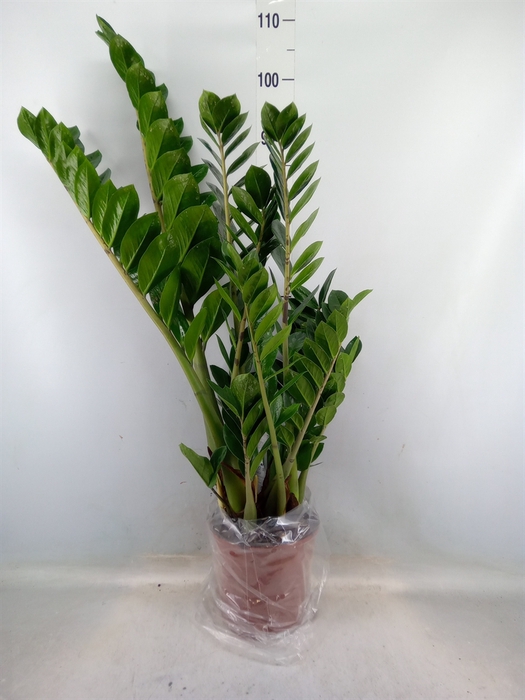 <h4>Zamioculcas zamiifolia</h4>