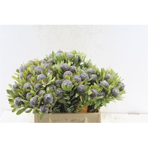 Leucad Pubescens