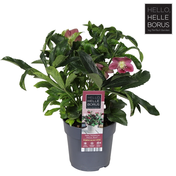 <h4>Helleborus orientalis 'Hello Red' P12</h4>