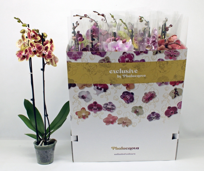 <h4>PHAL GEM 10 KL</h4>
