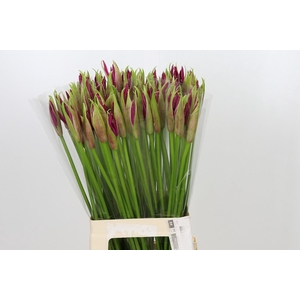 Nerine Mister Nick