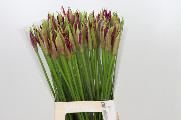 <h4>Nerine Mister Nick</h4>
