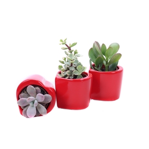 Succulent hart keramiek