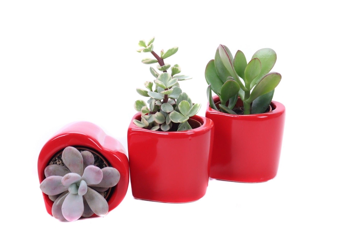 <h4>Succulent hart keramiek</h4>