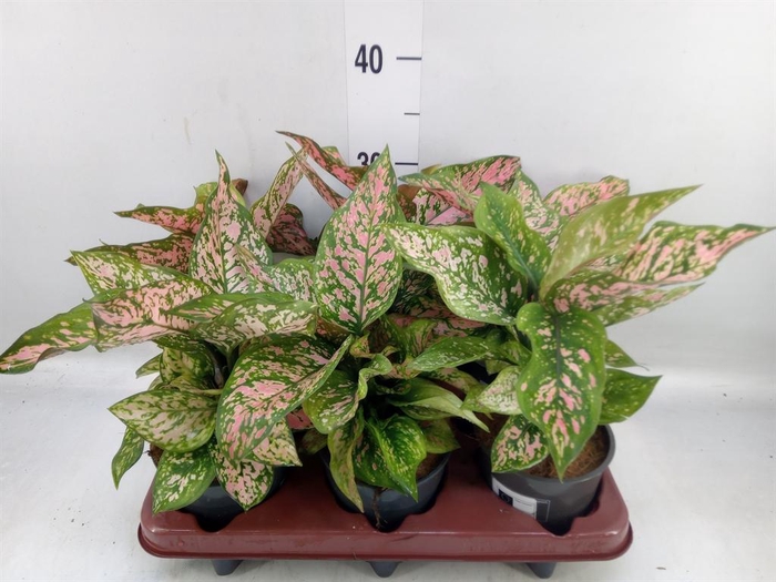 <h4>Aglaonema   ...</h4>