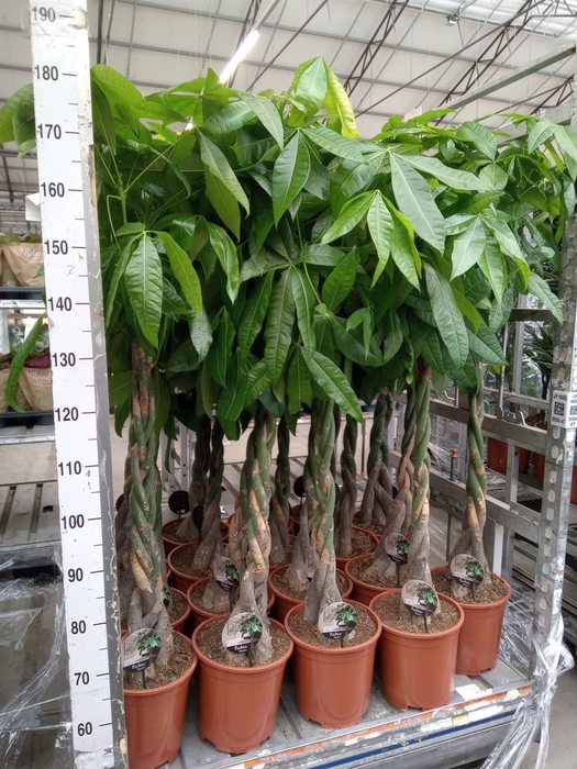 <h4>Pachira aquatica</h4>