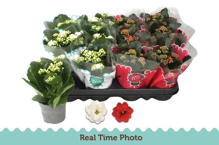 <h4>KAL GE GEM 2 KL</h4>