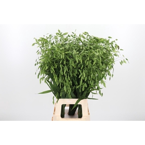 Chasm Latifol Mantis