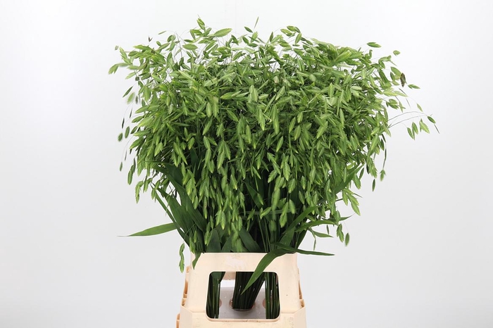 <h4>Chasm Latifol Mantis</h4>