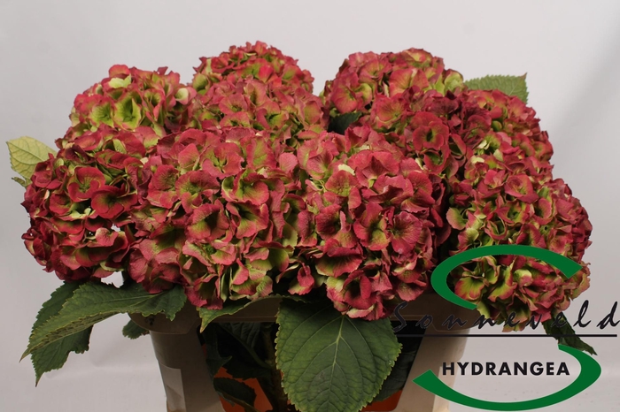 <h4>HYDR M CH VERENA CL</h4>