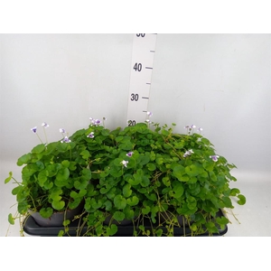 Viola hederacea