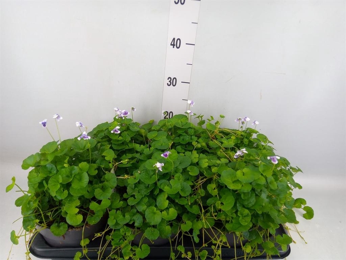 <h4>Viola hederacea</h4>