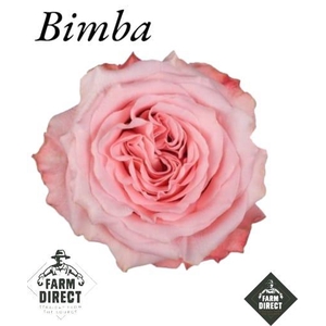 R GR BIMBA (NEW)