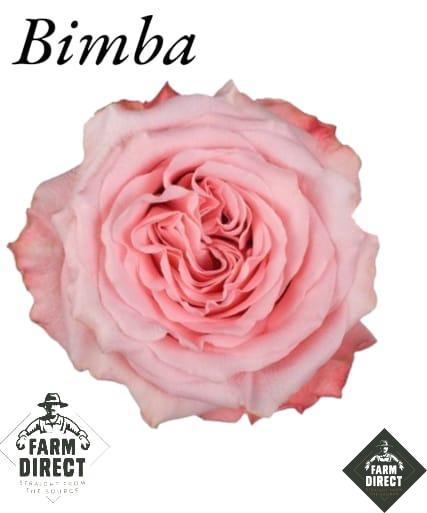 <h4>R GR BIMBA (NEW)</h4>