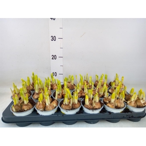 Narcissus  'Tete a tete'