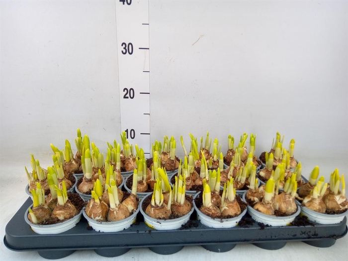 <h4>Narcissus  'Tete a tete'</h4>