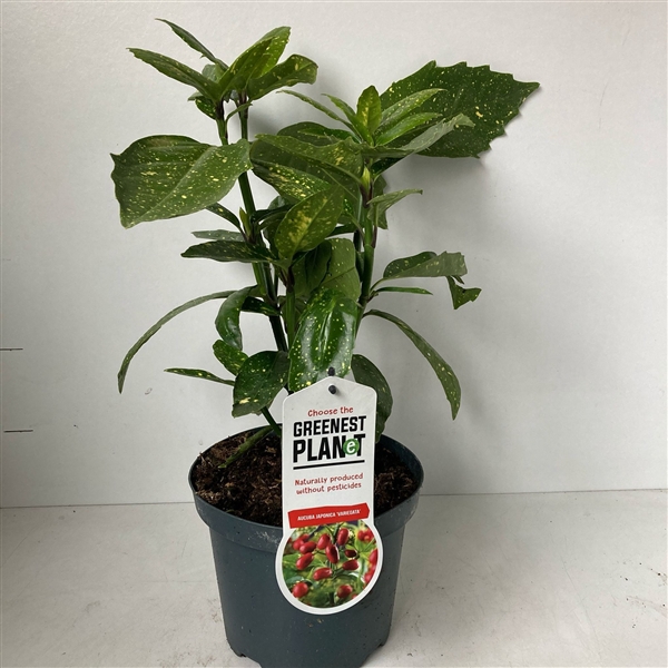 <h4>Aucuba japonica 'Variegata'</h4>