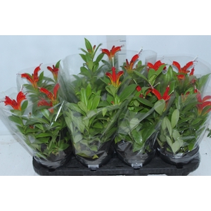 AESCHYNANTHUS SPECIOSUS P14