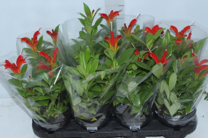 AESCHYNANTHUS SPECIOSUS P14