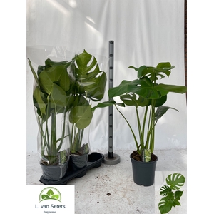 MONSTERA DELICIOSA