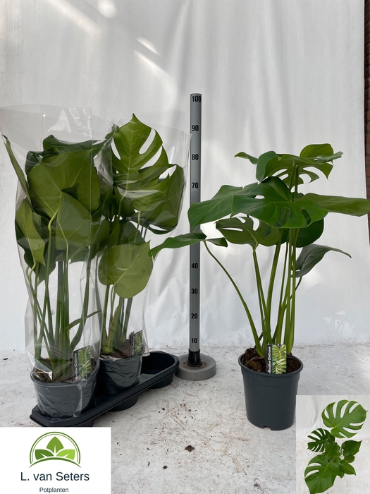 <h4>MONSTERA DELICIOSA</h4>