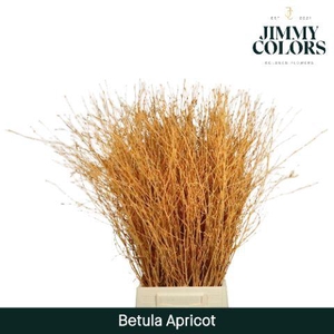 Betula L70 Apricot