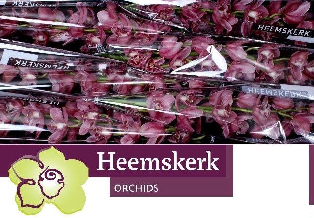 <h4>CYMB T MONICA</h4>