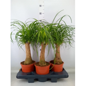 Beaucarnea recurvata