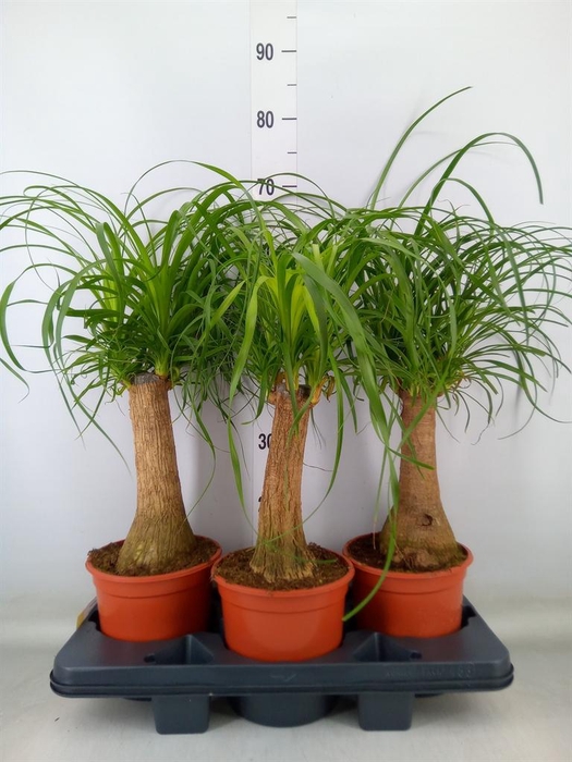 <h4>Beaucarnea recurvata</h4>