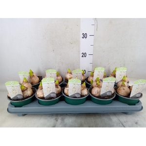 Hyacinthus orie. 'Pearl White'