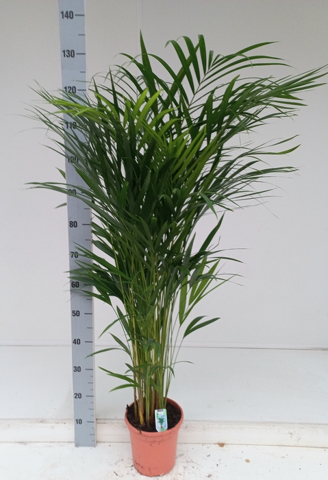 <h4>DYPSIS LUTESCENS</h4>