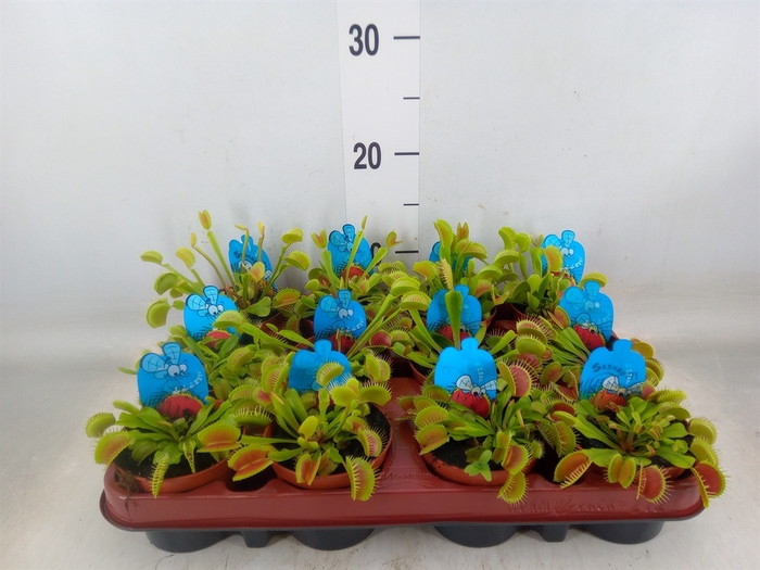 <h4>Dionaea muscipula</h4>