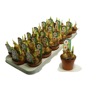 Narcis Bernett browning