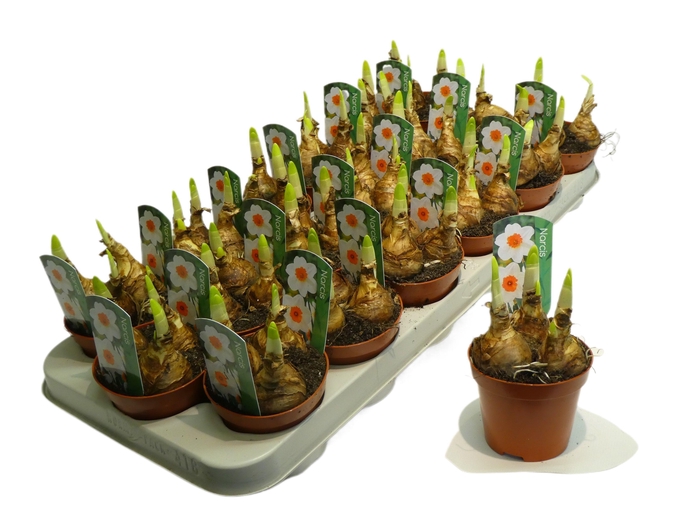 <h4>Narcis Bernett browning</h4>